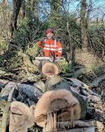 tree services sheffield